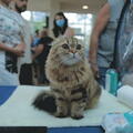 תערוכת חתולים בינלאומית ומופע בועות סבון